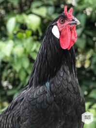 Ein schwarz-roter hahn in einem garten