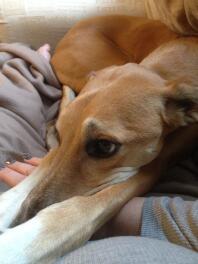 Glatthaariger Saluki