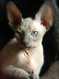 Eine sphynx-katze mit schönen großen ohren.