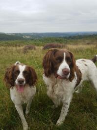 männliche und weibliche Springer-Spaniels (Sweep und Leia)