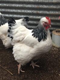 leichtes Sussexpullet