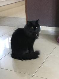 Schwarze katze