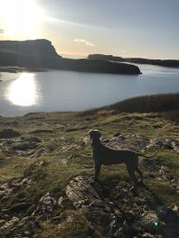 Weimaraner bewundert die Aussicht