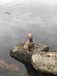 Weimaraner am Loch