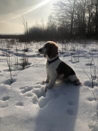 Ein welsh springer spaniel saß an einem sonnigen tag auf der Snow 