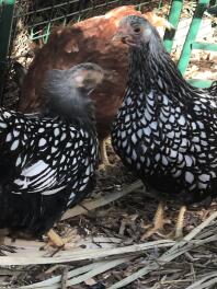 Sadie und Sybil, Bantamsilber geschnürte Wyandottes