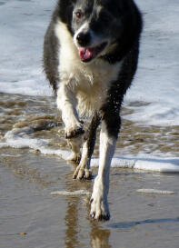 Stern am Strand in Cornwall