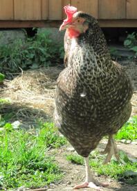 Huhn im garten