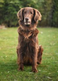 An adult Flat Coated Retriever