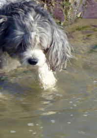 Bo hasst es zu schwimmen :(