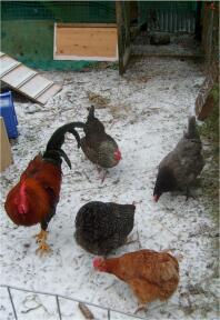 Vier hühner und ein hahn in Snow