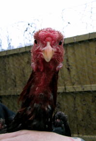 Schwarz / Rot Malay Bantam Cockeral