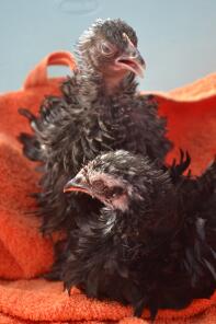 Frizzle Chicks Fotoshooting
