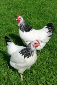 2 hühner im gras