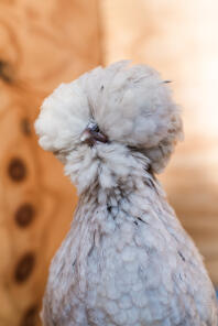 Ein polnisches huhn mit schönen federn.