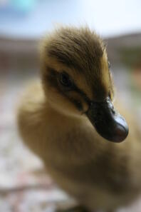 Dave, 2 Tage alter Läufer, der sich duckt.