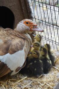 Schokolade gescheckter Muscovy mit Entenküken