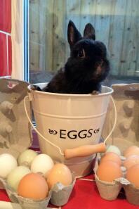 George bewacht die Eier seiner Freunde! Er liebt seine Hühnerfreunde, auch wenn sie nicht mit ihm spielen und ihn ignorieren wollen!