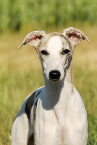 Whippet Hündin