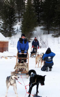 Arbeitende Huskys