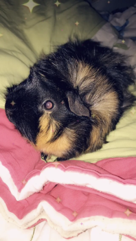 Minnie mein abessinisches Meerschweinchen.