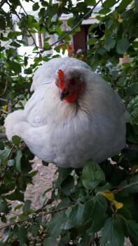 Huhn im garten