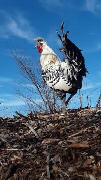 Silber Appenzeller spitzhauben