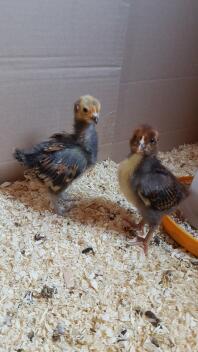 Vorwerk und Barnevelder Chicks