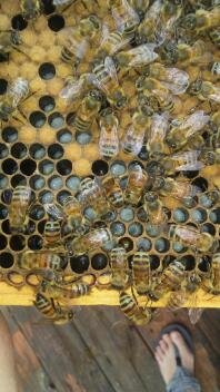 Bienen
