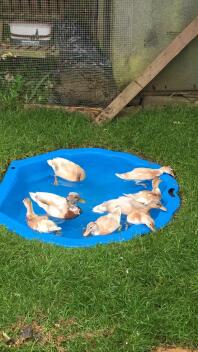 Mama, Papa und Babys genießen die Sonne