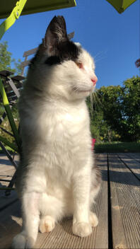 Eine katze, die auf der terrasse die sonne genießt.