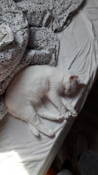 Katze schläft auf dem bett