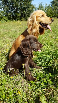 Englische cocker spaniels im feld