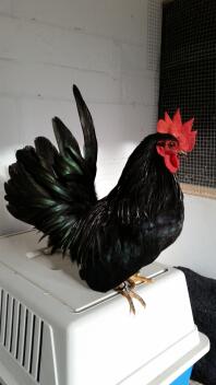 Schwarzer japanischer bantam chabo