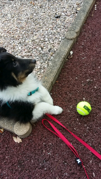 Ein hund neben einem tennisball