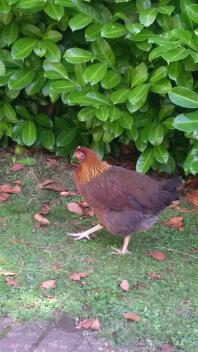 Ein braunes und orangefarbenes huhn in einem garten