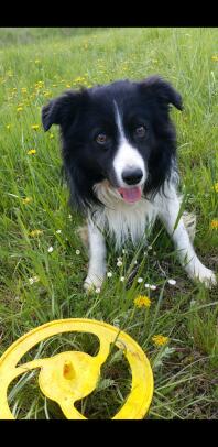 Ein border collie hund - wirf mir den frizby zu.