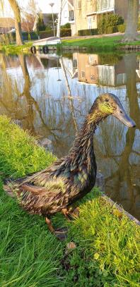 Cayuga-Ente im Sonnenlicht nahe Wasser