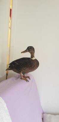 Eine ente stand auf der rückenlehne eines sofas in einem haus