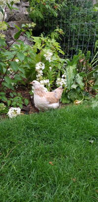 Ein weißes und ein braunes huhn in einem garten hinter netzen