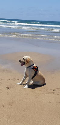 Labrador mit hundegeschirr am strand