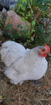 Huhn im garten