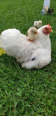 Huhn im garten