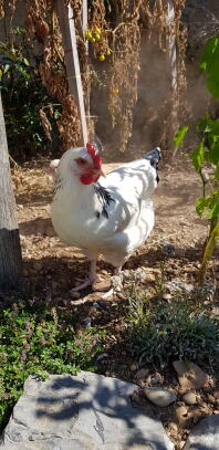 Ein weißes huhn in einem garten