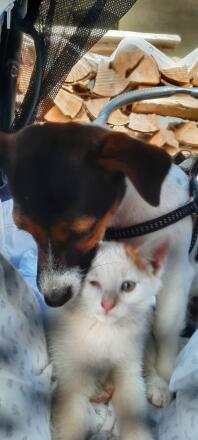 Katze und hund beim kuscheln