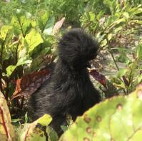 Ein seidenhuhn, das sich in einem gemüsebeet versteckt.