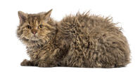 Selkirk Rex