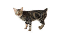 American Bobtail (Kurzhaarig)