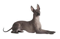 Mexikanischer Nackthund (Xoloitzcuintle)