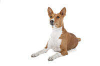 Basenji (auch Kongo-Terrier)